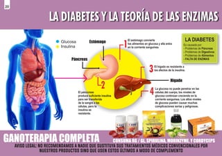GANOTERAPIA COMPLETA
LA DIABETES Y LA TEORÍA DE LAS ENZIMAS
CONSUMA RG / GL, SPIRULINA, MORINZYME, Y CORDYCEPS
LA DIABETES
Es causada por:
- Problemas de Páncreas
- Problemas de Digestivos
- Problemas de Alimentos
- FALTA DE ENZIMAS
1
3
4
2
Estómago
Páncreas
Hígado
El estómago convierte
los alimentos en glucosa y ella entra
en la corriente sanguínea.
El hígado es resistente a
los efectos de la insulina.
La glucosa no puede penetrar en las
células del cuerpo, los niveles de
glucosa continúan creciendo en la
corriente sanguínea. Los altos niveles
de glucosa pueden causar muchas
complicaciones serias y peligrosas.
El pánccreas
produce suﬁciente insulina
para ser transferida
de la sangre a las
células, pero la
insulina es
resistente.
Glucosa
Insulina
aviso legal: no recomendamos a nadie que sustituya sus tratamientoS médicos convencionales por
nuestros productos sino que usen estos últimos a modo de complemento
20
 