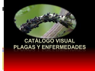 CATÁLOGO VISUAL
PLAGAS Y ENFERMEDADES
 