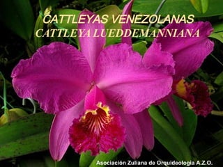 CATTLEYAS VENEZOLANAS CATTLEYA LUEDDEMANNIANA Asociación Zuliana de Orquideologia A.Z.O. 