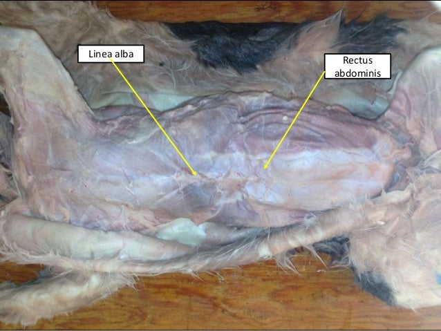 Cat muscular system ee and tw