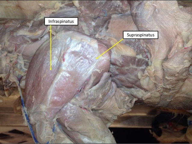 Cat muscular system ee and tw