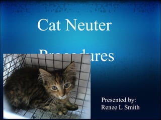 Cat Neuter
Procedures

        Presented by:
        Renee L Smith
 