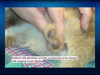 Cat Neuter Procedures