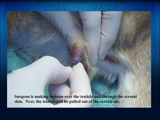 Cat Neuter Procedures