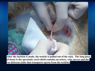 Cat Neuter Procedures