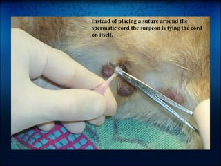 Cat Neuter Procedures