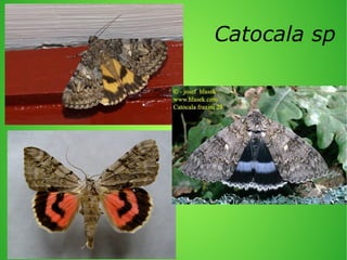 Catocala sp

 