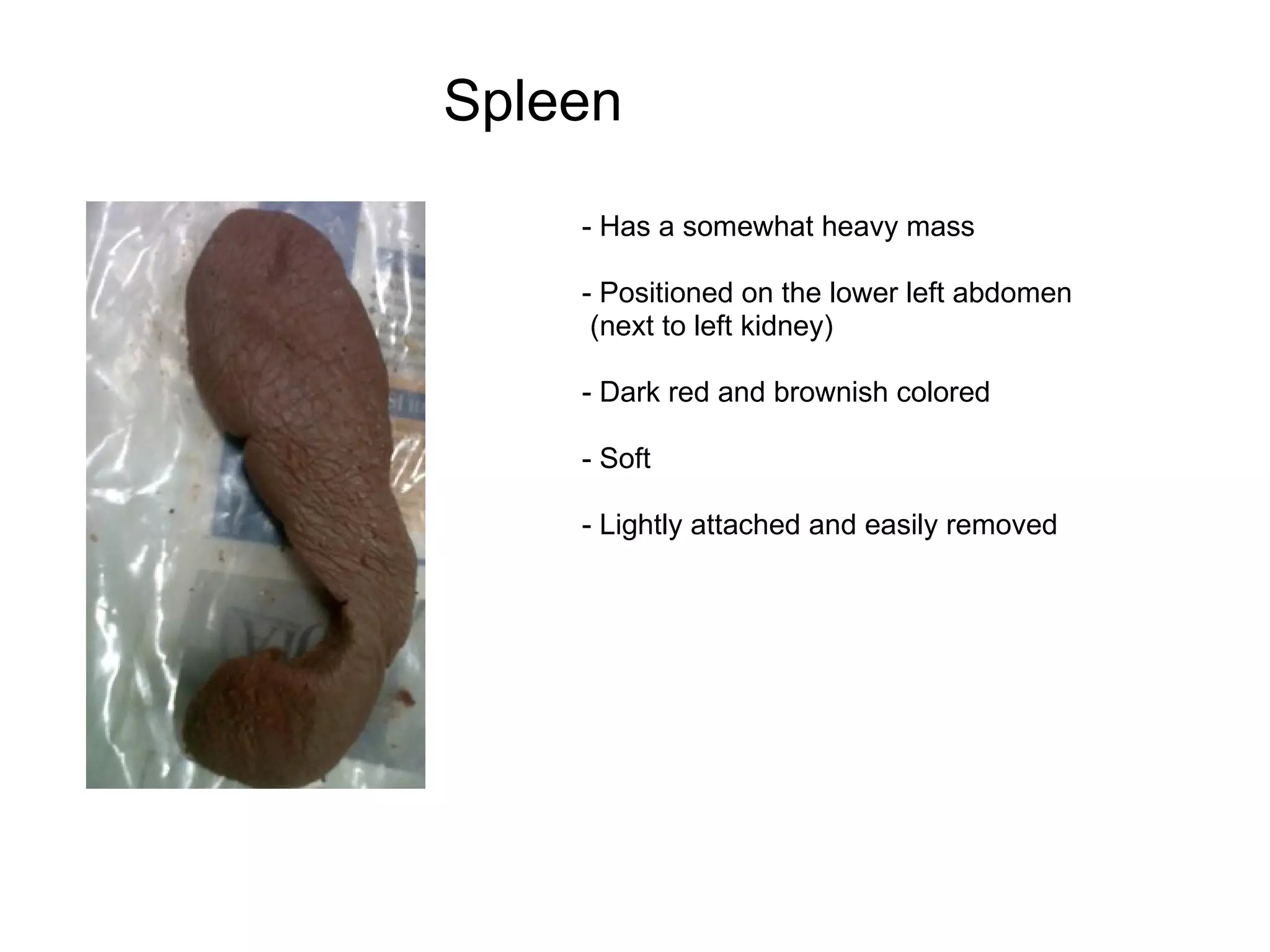 Cat Dissection (Organs) | PPT