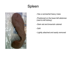 Cat Dissection (Organs) | PPT