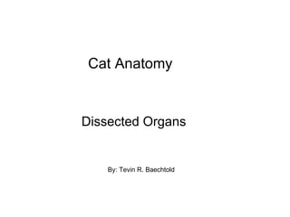 Cat Anatomy  Dissected Organs By: Tevin R. Baechtold 