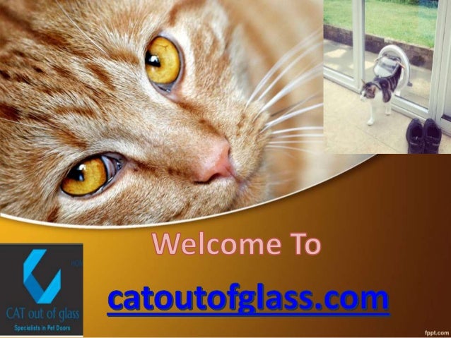 Cat Flap In Glass