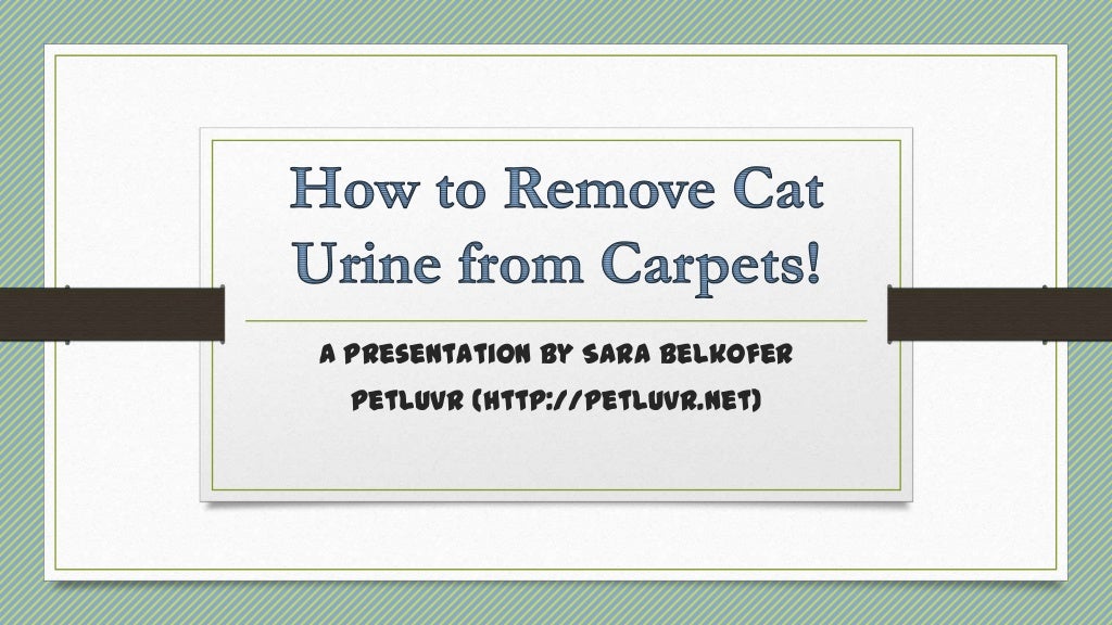 Removing Cat Urine from the Carpet