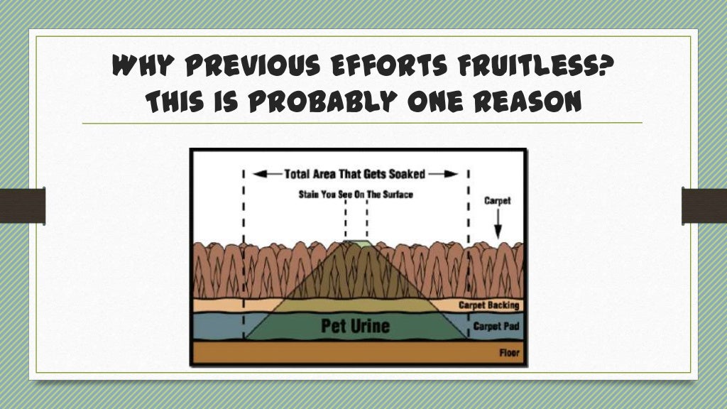 Removing Cat Urine from the Carpet