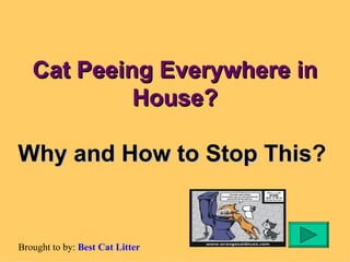 Cat Peeing Everywhere in House? Why and How to Stop This ?     