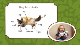 Body Parts of a Cat

 
