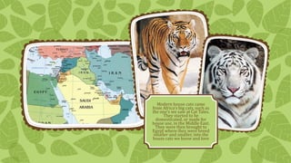 Modern house cats came
from Africa’s big cats, such as
the one’s we saw at Cat Tales.
They started to be
domesticated, or made for
house use, in the Middle East.
They were then brought to
Egypt where they were breed
smaller and smaller, into the
house cats we know and love

 