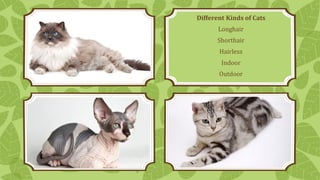 Different Kinds of Cats
Longhair

Shorthair
Hairless
Indoor

Outdoor

 