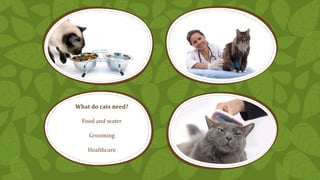 What do cats need?
Food and water
Grooming
Healthcare

 