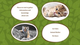 Places to visit to gather

information and
knowledge
about cats

Cat Tales
Animal Shelter
Pet Store

 