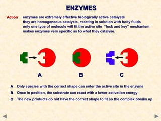 ENZYMESENZYMES
ActionAction enzymes are extremely effective biologically active catalysts
they are homogeneous catalysts, reacting in solution with body fluids
only one type of molecule will fit the active site “lock and key” mechanism
makes enzymes very specific as to what they catalyse.
AA BB CC
AA Only species with the correct shape can enter the active site in the enzyme
BB Once in position, the substrate can react with a lower activation energy
CC The new products do not have the correct shape to fit so the complex breaks up
 