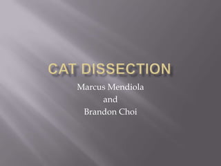 Cat Dissection  Marcus Mendiola and Brandon Choi 