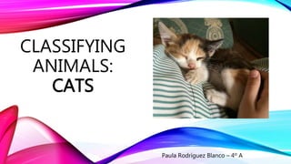CLASSIFYING
ANIMALS:
CATS
Paula Rodríguez Blanco – 4º A
 