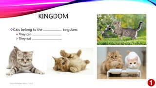KINGDOM
Cats belong to the ………………… kingdom:
They can ……………………………….
They eat ………………………………..
Paula Rodríguez Blanco – 4º A
 
