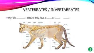 VERTEBRATES / INVERTABRATES
They are …………….. because they have a ………. or ………. ………..
 