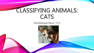 CLASSIFYING ANIMALS:
CATS
Paula Rodríguez Blanco – 4º A
 