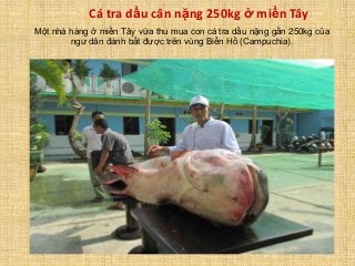 Cá tra dầu cân nặng 250kg ở miền Tây
Một nhà hàng ở miền Tây vừa thu mua con cá tra dầu nặng gần 250kg của
ngư dân đánh bắt được trên vùng Biển Hồ (Campuchia).

 