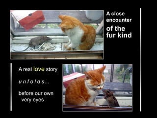 A closeencounter of the fur kind A real love story u n f o l d s… before our own   very eyes 