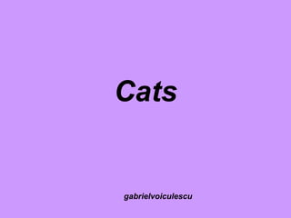 Cats gabrielvoiculescu 