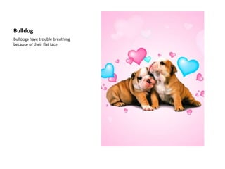BulldogBulldogs have trouble breathing because of their flat face