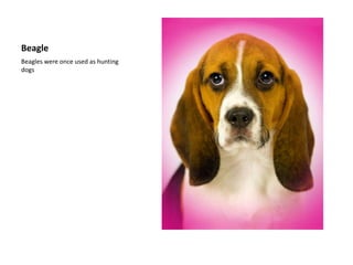 BeagleBeagles were once used as hunting dogs