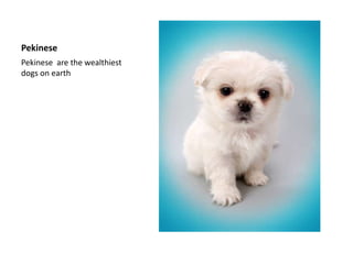 PekinesePekinese  are the wealthiest dogs on earth