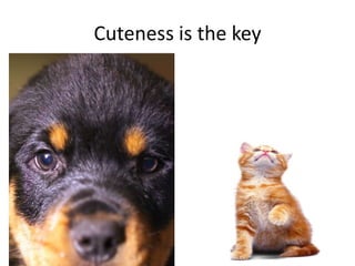 Cuteness is the key