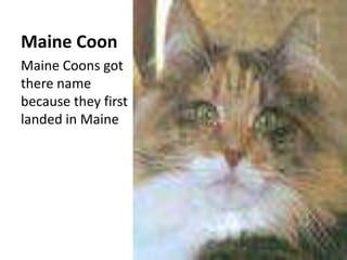 Maine CoonMaine Coons got there name because they first landed in Maine