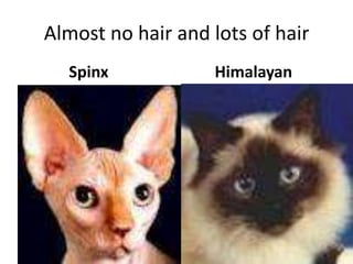 Almost no hair and lots of hairSpinx        Himalayan