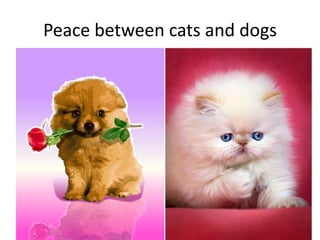 Peace between cats and dogs