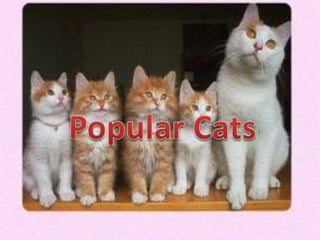Popular Cats 