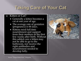 Taking Care of Your CatKitten or Cat?Generally a kitten becomes a cat at one year of age. The average rate of gestation (pregnancy) is 66 days.Kittens need full time nourishment and support from their mothers in the first few weeks after birth. Without this added care a kitten may not be able to go to the bathroom, nor receive the right antibodies and nourishment needed to develop fully. Source: “Unique Kitten Facts,” Wikipedia