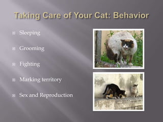 Sleeping GroomingFightingMarking territorySex and ReproductionTaking Care of Your Cat: Behavior
