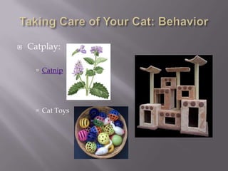 Taking Care of Your Cat: BehaviorCatplay:CatnipCat Toys