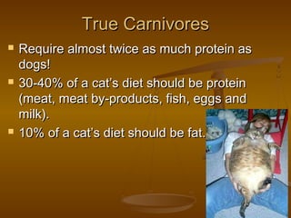 True Carnivores
   Require almost twice as much protein as
    dogs!
   30-40% of a cat’s diet should be protein
    (meat, meat by-products, fish, eggs and
    milk).
   10% of a cat’s diet should be fat.
 