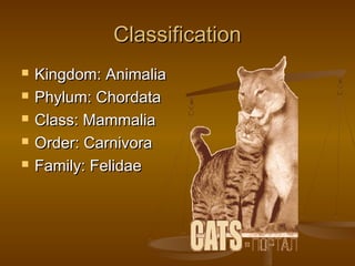 Classification
   Kingdom: Animalia
   Phylum: Chordata
   Class: Mammalia
   Order: Carnivora
   Family: Felidae
 