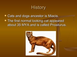 History
   Cats and dogs ancestor is Miacis.
   The first normal looking cat appeared
    about 35 MYA and is called Proailurus.
 