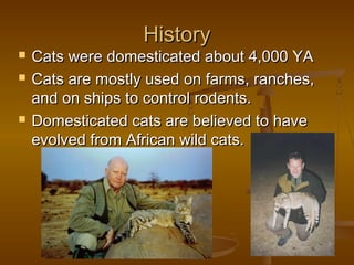 History
   Cats were domesticated about 4,000 YA
   Cats are mostly used on farms, ranches,
    and on ships to control rodents.
   Domesticated cats are believed to have
    evolved from African wild cats.
 