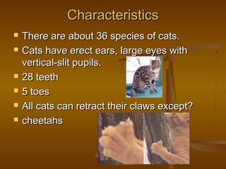 Characteristics
   There are about 36 species of cats.
   Cats have erect ears, large eyes with
    vertical-slit pupils.
   28 teeth
   5 toes
   All cats can retract their claws except?
   cheetahs
 