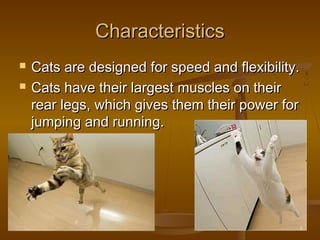 Characteristics
   Cats are designed for speed and flexibility.
   Cats have their largest muscles on their
    rear legs, which gives them their power for
    jumping and running.
 