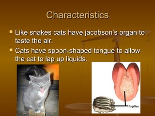 Characteristics
   Like snakes cats have jacobson’s organ to
    taste the air.
   Cats have spoon-shaped tongue to allow
    the cat to lap up liquids.
 